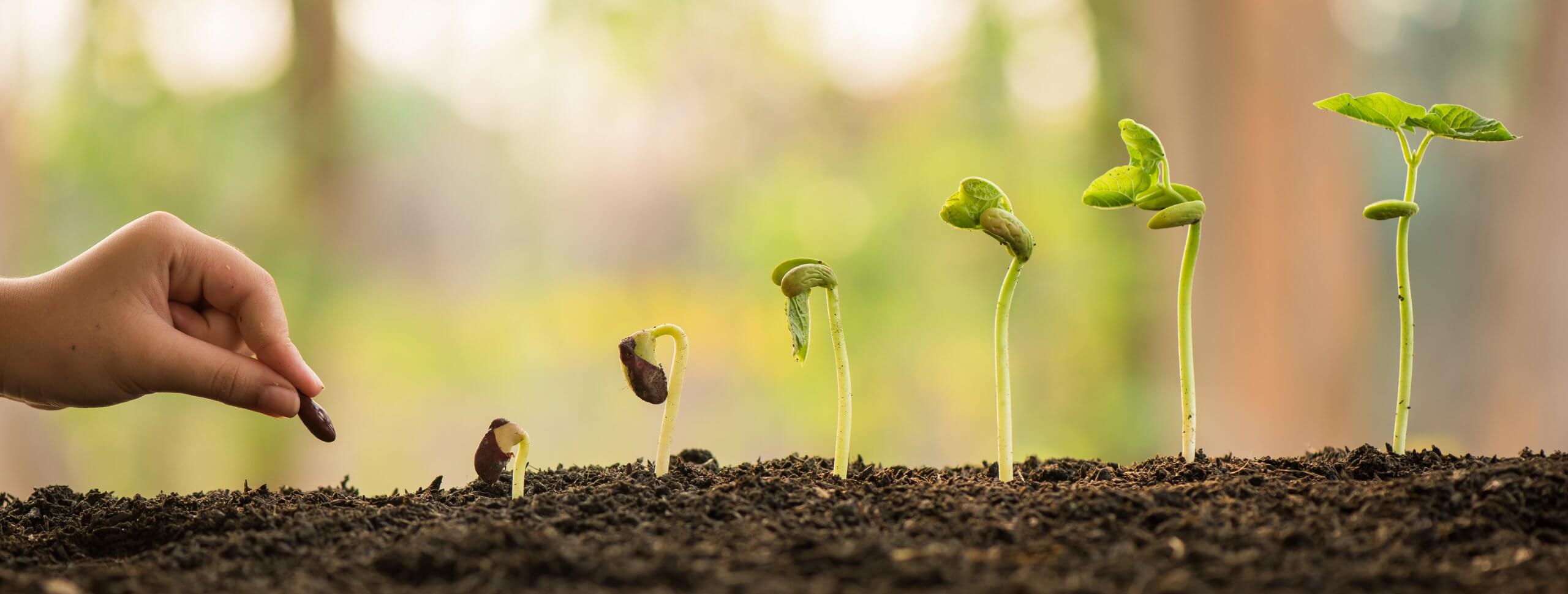 hand holding and caring a green plant over lighting background, planting tree, environment, background.agriculture, horticulture. plant growth evolution from seed to sapling, ecology concept.